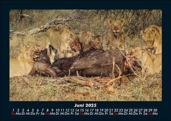 Produktbild: Welt der Tiere 2025 Fotokalender DIN A5