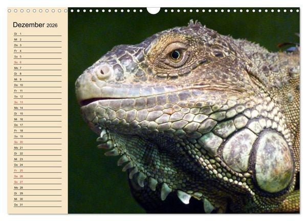 Produktbild: Reptilien. Schlangen, Echsen und Co. (Wandkalender 2026 DIN A3 quer), CALVENDO Monatskalender