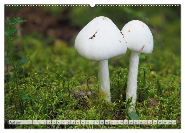 Produktbild: Sch&ouml;n, aber giftig. Giftpilze, die Sammler kennen sollten. (hochwertiger Premium Wandkalender 2027 DIN A2 quer), Kunstdruck in Hochglanz