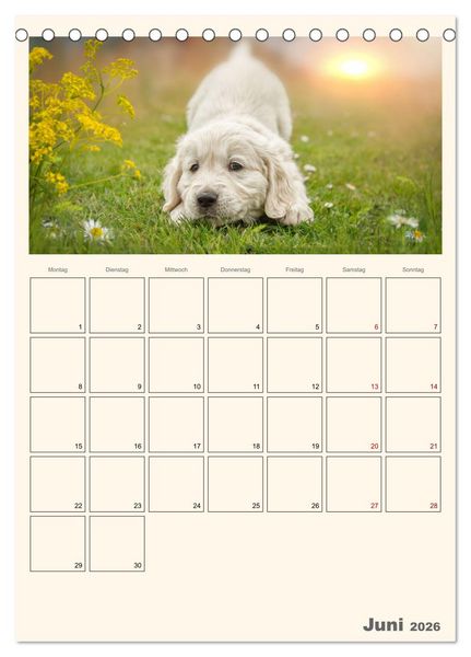 Produktbild: Zauberhafte Golden Retriever (Tischkalender 2026 DIN A5 hoch), CALVENDO Monatskalender