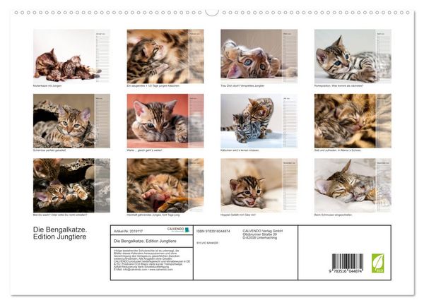 Produktbild: Die Bengalkatze. Edition Jungtiere (hochwertiger Premium Wandkalender 2026 DIN A2 quer), Kunstdruck in Hochglanz