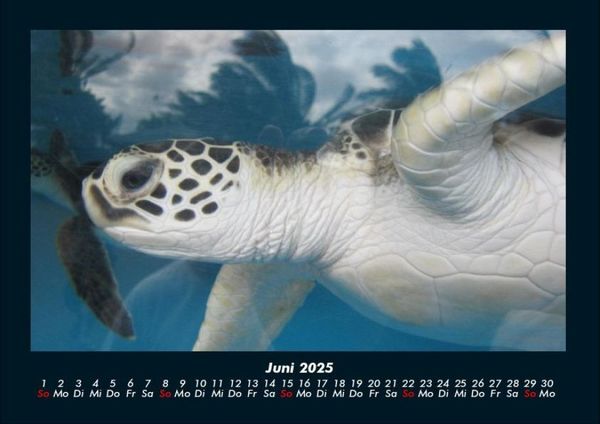 Produktbild: Schildkr&ouml;tenzauber 2025 Fotokalender DIN A4