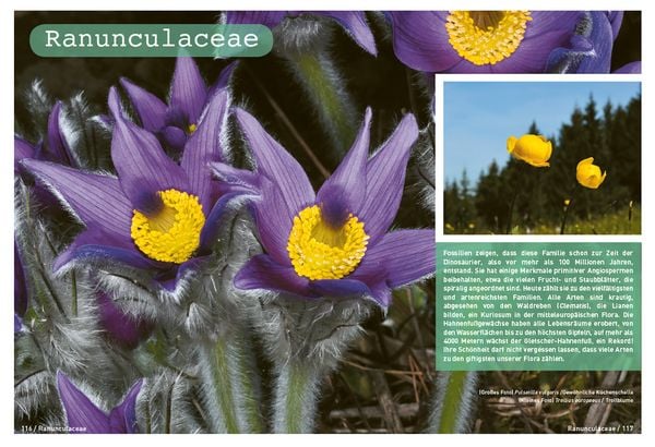 Produktbild: Botanische Grundkenntnisse auf einen Blick