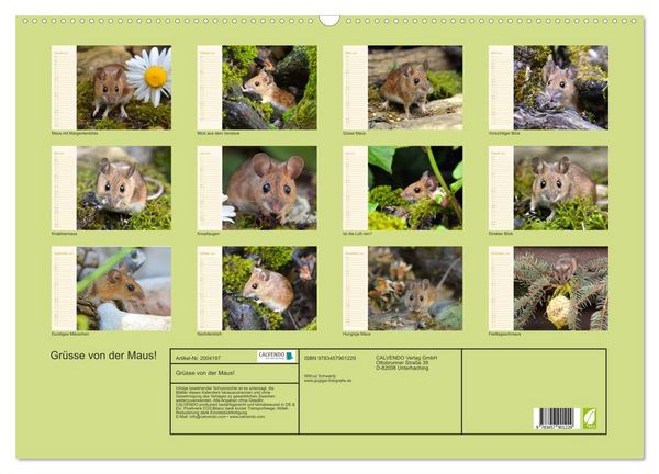Produktbild: Gr&uuml;sse von der Maus! (Wandkalender 2026 DIN A2 quer), CALVENDO Monatskalender
