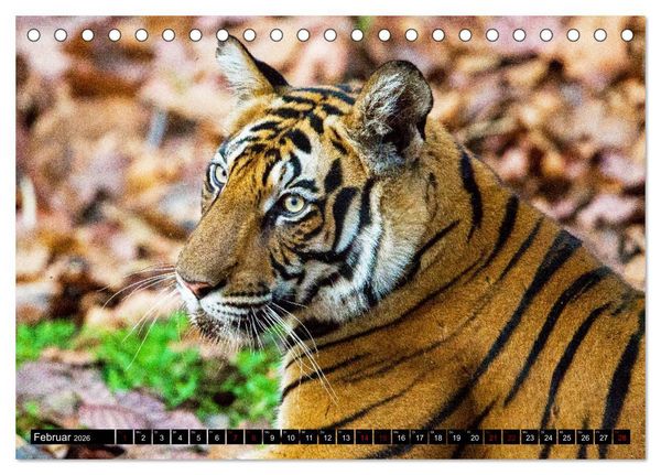 Produktbild: Indien - Im Reich des Tigers (Tischkalender 2026 DIN A5 quer), CALVENDO Monatskalender