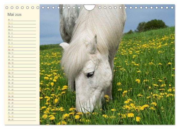 Produktbild: Mit Islandpferden durch das Jahr Geburtstagskalender (Wandkalender 2026 DIN A4 quer), CALVENDO Monatskalender