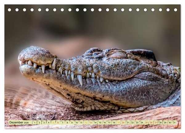 Produktbild: Urzeitreptilien - Krokodil (Tischkalender 2026 DIN A5 quer), CALVENDO Monatskalender