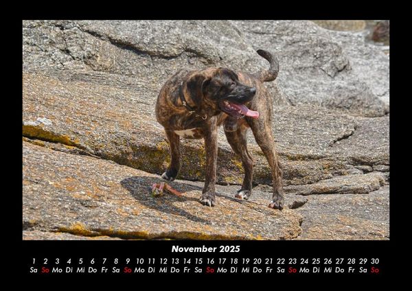 Produktbild: Der Hundekalender 2025 Fotokalender DIN A3