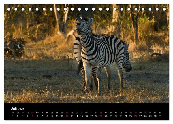 Produktbild: Zebras - Faszination der Streifen (Tischkalender 2026 DIN A5 quer), CALVENDO Monatskalender