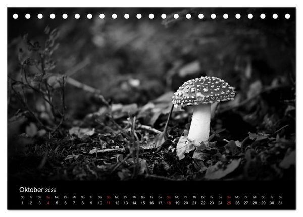 Produktbild: Hexen (Tischkalender 2026 DIN A5 quer), CALVENDO Monatskalender