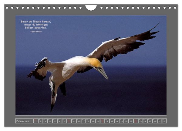 Produktbild: Naturwunder Neuseeland - in Bild und Text (Wandkalender 2026 DIN A4 quer), CALVENDO Monatskalender