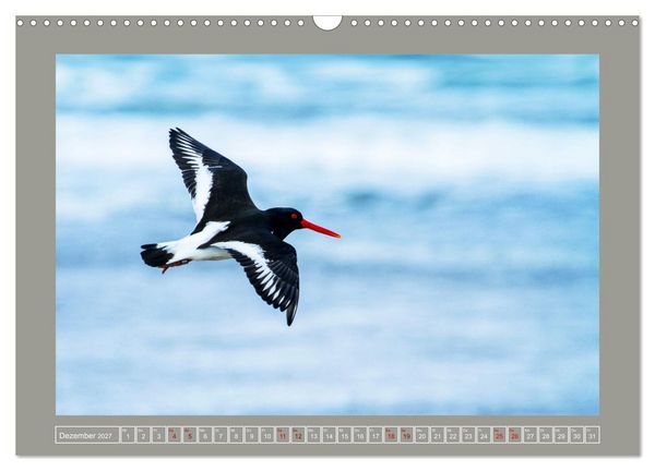 Produktbild: Limikolen - Watv&ouml;gel aus Europa (Wandkalender 2027 DIN A3 quer), CALVENDO Monatskalender