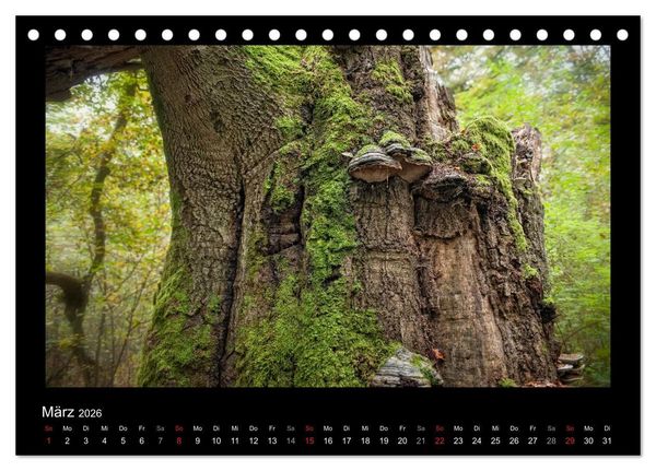 Produktbild: M&auml;rchenhafter Reinhardswald und Urwald Sababurg (Tischkalender 2026 DIN A5 quer), CALVENDO Monatskalender