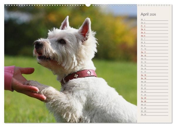 Produktbild: West Highland White Terrier - Selbstbewustes Powerpaket - der Westie (hochwertiger Premium Wandkalender 2026 DIN A2 quer), Kunstdruck in Hochglanz