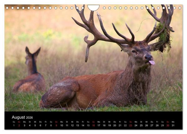 Produktbild: Der Rothirsch, K&ouml;nig der W&auml;lder (Wandkalender 2026 DIN A4 quer), CALVENDO Monatskalender