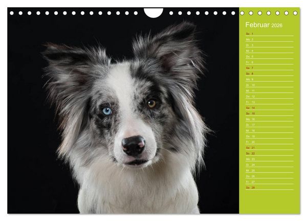 Produktbild: Border Collies - nicht nur schwarzwei&szlig; (Wandkalender 2026 DIN A4 quer), CALVENDO Monatskalender