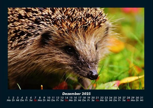 Produktbild: Tierkalender 2025 Fotokalender DIN A4