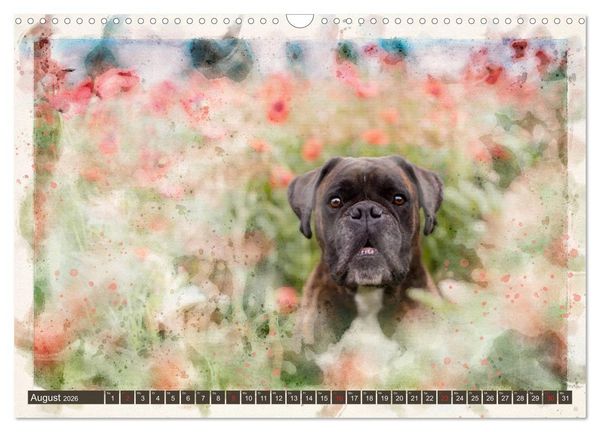 Produktbild: Boxer Photo&Kunst (Wandkalender 2026 DIN A3 quer), CALVENDO Monatskalender