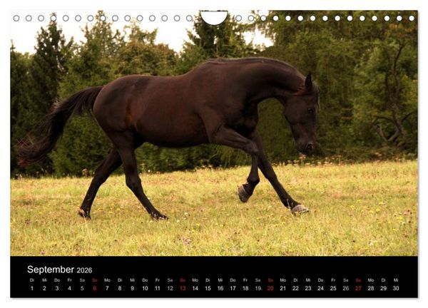 Produktbild: Pferde - m&auml;chtig, stolz & sch&ouml;n (Wandkalender 2026 DIN A4 quer), CALVENDO Monatskalender