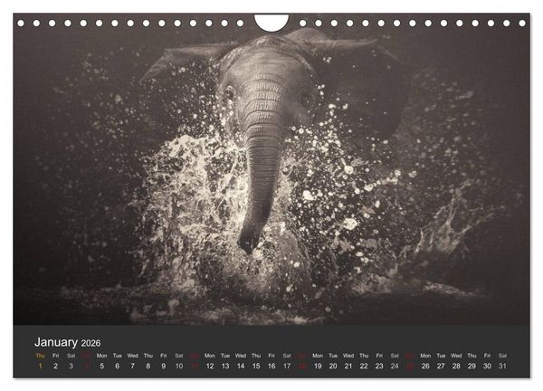 Produktbild: African Souls African animals with soul (Wall Calendar 2026 DIN A4 landscape), CALVENDO 12 Month Wall Calendar