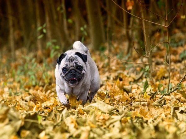 Produktbild: CALVENDO Puzzle Mops im herbstlichen Wald | 1000 Teile Lege-Gr&ouml;&szlig;e 64x48cm Foto-Puzzle f&uuml;r gl&uuml;ckliche Stunden