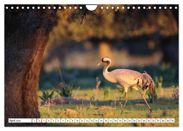 Produktbild: V&ouml;gel in der Extremadura (Wandkalender 2026 DIN A4 quer), CALVENDO Monatskalender