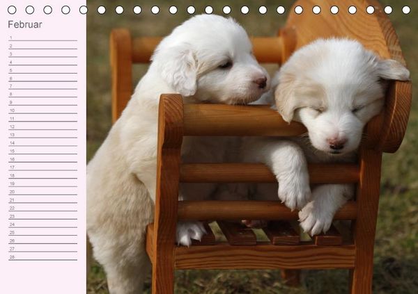 Produktbild: Border Collie-Welpen Geburtstagskalender (Tischkalender immerw&auml;hrend DIN A5 quer)