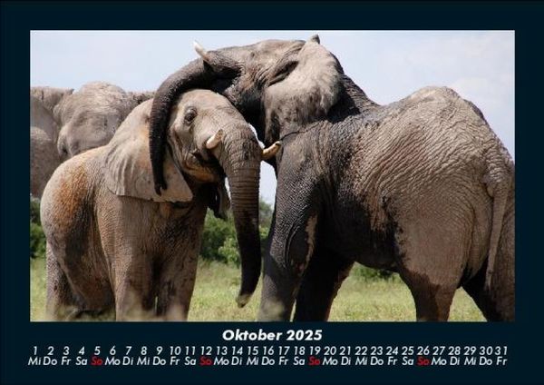 Produktbild: Elefanten - Die sanften Riesen Afrikas 2025 Fotokalender DIN A5