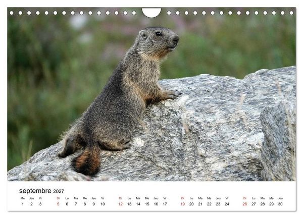 Produktbild: Le monde des marmottes en Haute Maurienne (Calendrier mural 2027 DIN A4 vertical), CALVENDO calendrier mensuel
