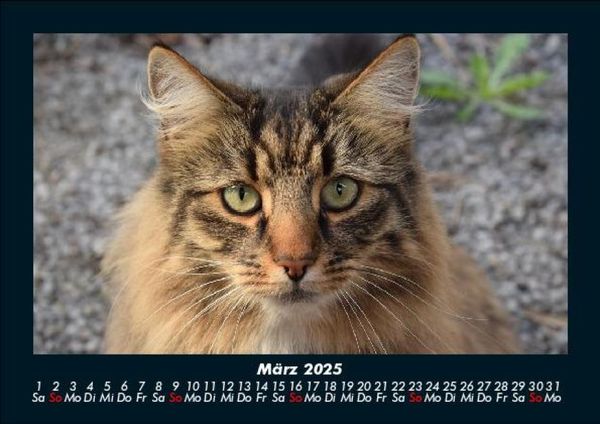 Produktbild: F&uuml;r Katzenfreunde 2025 Fotokalender DIN A5
