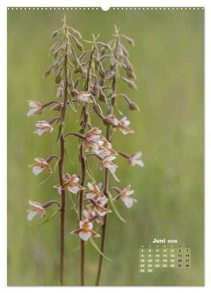 Produktbild: Orchideen in freier Wildbahn (hochwertiger Premium Wandkalender 2026 DIN A2 hoch), Kunstdruck in Hochglanz