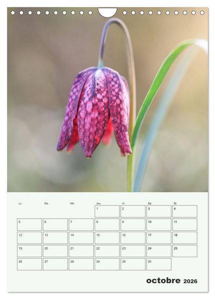 Produktbild: Les fleurs, &eacute;ternelles &eacute;phem&egrave;res (Calendrier mural 2026 DIN A4 horizontal), CALVENDO calendrier mensuel