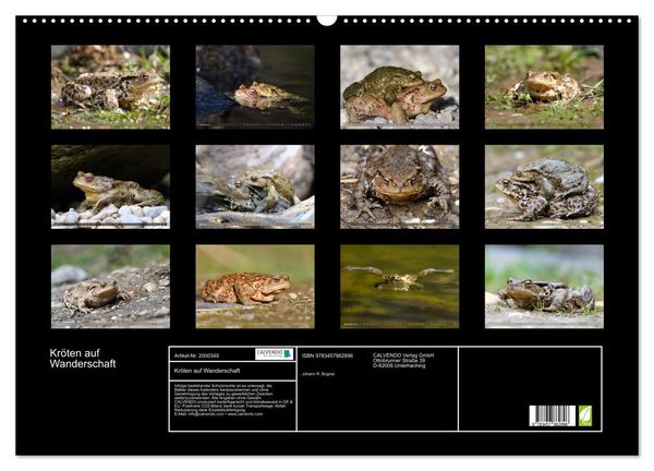 Produktbild: Kr&ouml;ten auf Wanderschaft (Wandkalender 2026 DIN A2 quer), CALVENDO Monatskalender