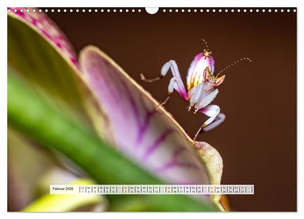 Produktbild: Die Orchideen Gottesanbeterin (Wandkalender 2026 DIN A3 quer), CALVENDO Monatskalender