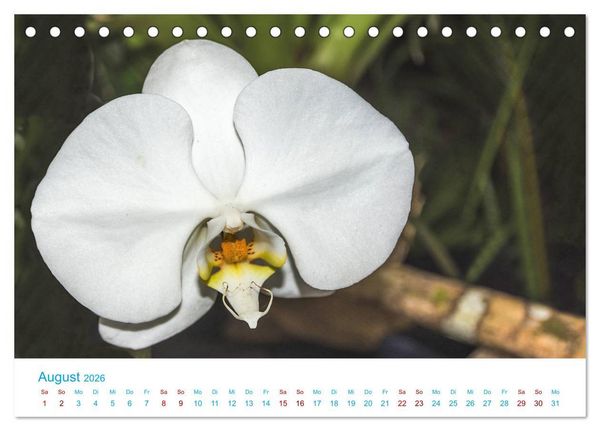 Produktbild: Die K&ouml;nigin der Blumenwelt, die Orchidee (Tischkalender 2026 DIN A5 quer), CALVENDO Monatskalender