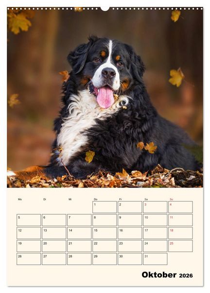 Produktbild: Traumhaft sch&ouml;n - Der Berner Sennenhund (Wandkalender 2026 DIN A2 hoch), CALVENDO Monatskalender