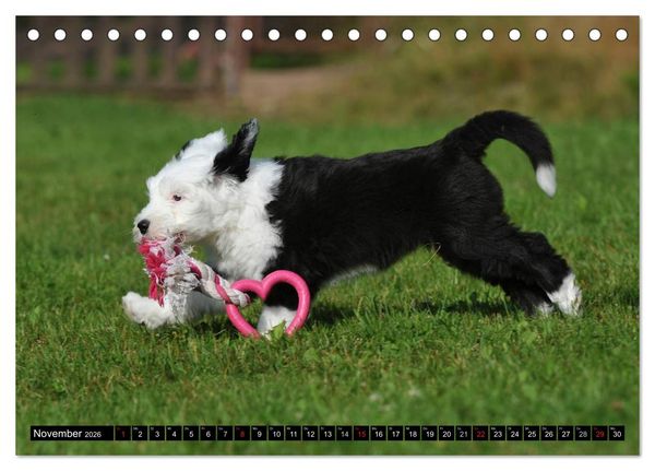 Produktbild: Traumhund Bobtail (Tischkalender 2026 DIN A5 quer), CALVENDO Monatskalender