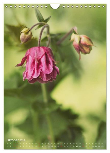Produktbild: NATUR PUR Kleine Blumen am Wegesrand (Wandkalender 2026 DIN A4 hoch), CALVENDO Monatskalender