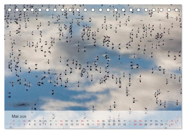Produktbild: Flamingo Impressionen 2026 (Tischkalender 2026 DIN A5 quer), CALVENDO Monatskalender