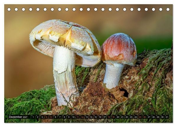 Produktbild: Kunstgalerie Wald - die verborgene Welt der Pilze (Tischkalender 2027 DIN A5 quer), CALVENDO Monatskalender