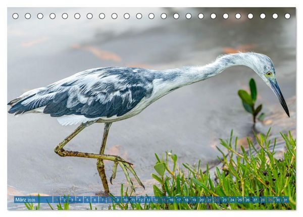 Produktbild: Blaureiher und Dreifarbenreiher (Tischkalender 2026 DIN A5 quer), CALVENDO Monatskalender