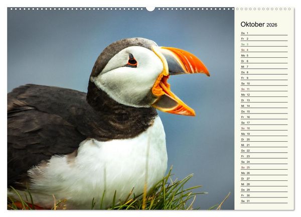Produktbild: Die Papageientaucher von Island (hochwertiger Premium Wandkalender 2026 DIN A2 quer), Kunstdruck in Hochglanz