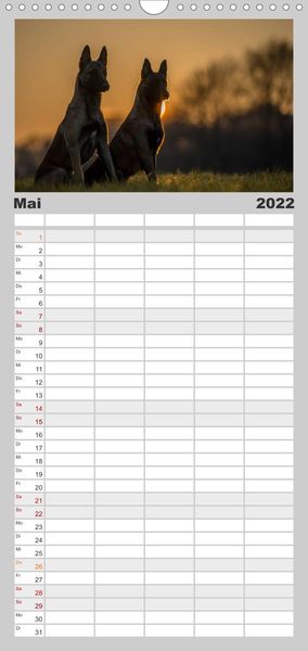 Familienplaner Belgische Schäferhunde - Der Malinois im Licht (Wandkalender 2022 , 21 cm x 45 cm, hoch)
