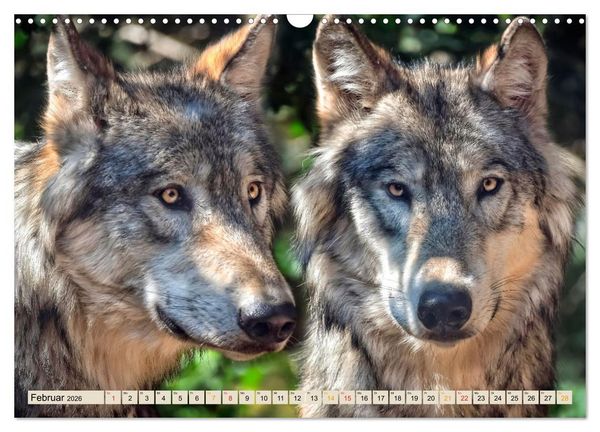 Produktbild: Wolf - Imposanter J&auml;ger (Wandkalender 2026 DIN A3 quer), CALVENDO Monatskalender