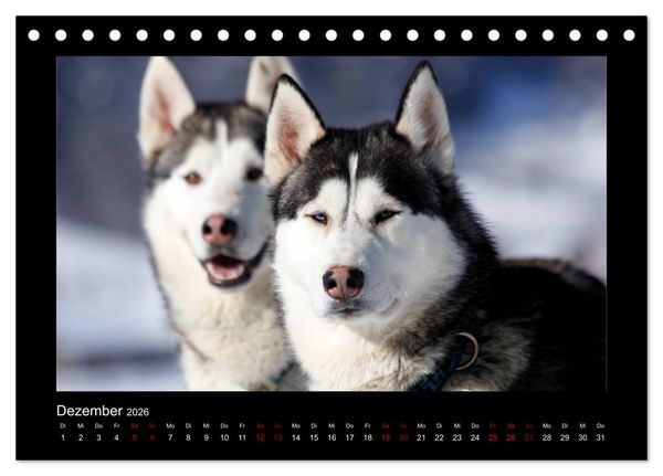 Produktbild: Huskys im Schnee (Tischkalender 2026 DIN A5 quer), CALVENDO Monatskalender
