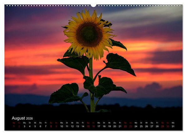 Produktbild: Blumen der Sonne (Wandkalender 2026 DIN A2 quer), CALVENDO Monatskalender