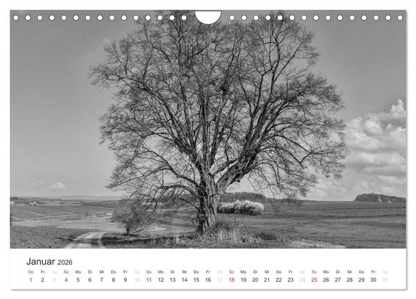 Produktbild: B&auml;ume - Natursch&ouml;nheiten in schwarz-wei&szlig; (Wandkalender 2026 DIN A4 quer), CALVENDO Monatskalender