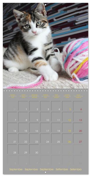 Produktbild: La vie de chatons (Calendrier mural carr&eacute; 2026 30x30 cm) Calendrier double avec une page pour vos prises de notes