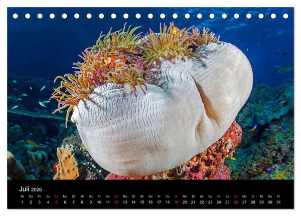Produktbild: Faszinierendes Leben unter Wasser (Tischkalender 2026 DIN A5 quer), CALVENDO Monatskalender