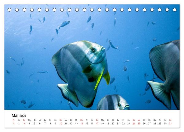 Produktbild: Highlights aus dem Meer - Tauchkalender (Tischkalender 2026 DIN A5 quer), CALVENDO Monatskalender